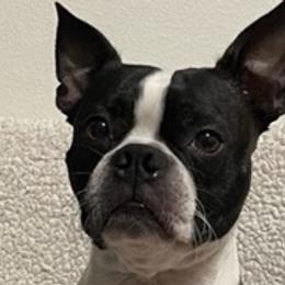 Boston Terriers from Daddy Daughter’s Boston Terrier’s