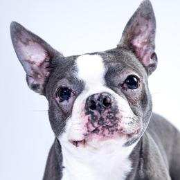 Boston Terriers from Bode’s Bostons