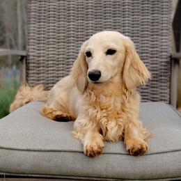 Tansy - Dachshund