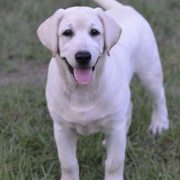 Labrador Retrievers from Texas Pride Labradors