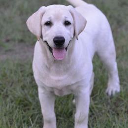 Labrador Retrievers from Texas Pride Labradors