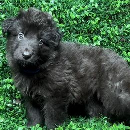 Shiloh Shepherd Puppies from Orchard Hills Shilohs