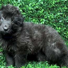 Shiloh Shepherd Puppies from Orchard Hills Shilohs