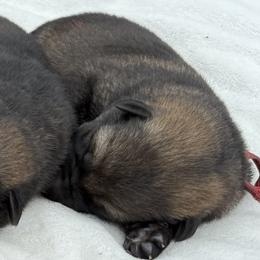 Red - Sable male German Shepherd puppy in Buffalo, West Virginia from Z Tykev Vino LLC