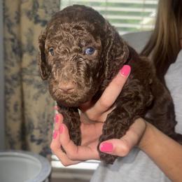 Sir William (Blue Boy) - Brown male Poodle puppy in Winterville, Georgia from Villa Rosa Poodles