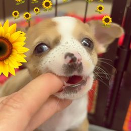 Noel - Merle female Chihuahua puppy in Canton, Texas from Heavenly Chihuahua