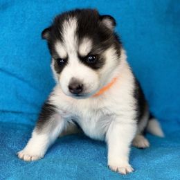 Pomsky Puppies from Brent Bauer