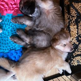 Native American Indian Dog Puppies from Seven Sisters Canids