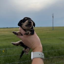 Daisy - Black and cream female Dachshund puppy in Rising Star, Texas from Boring Weenies