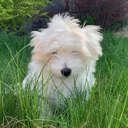 Coton de Tulear Puppies from Classy Cotons