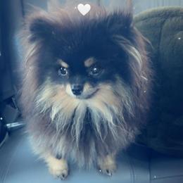 Little baby - Pomeranian