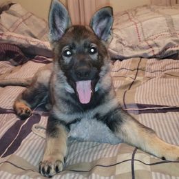 German Shepherds from Briskhof German Shepherd Dogs