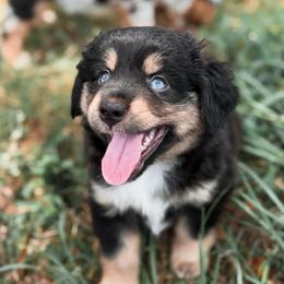 Rose ASDR - Red tri female Miniature Australian Shepherd puppy in Polk City, Florida from Skaky Shepherds