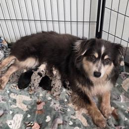 Miniature Australian Shepherd puppies from Tin Roof Aussies