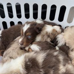 Miniature Australian Shepherd Puppies from B&B Little Aussie Gems