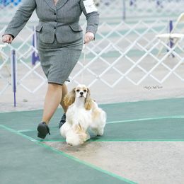 Jasmine  - Cocker Spaniel