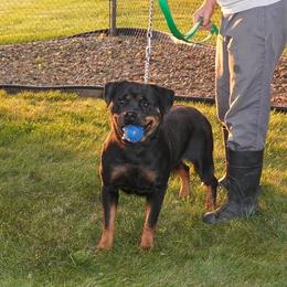 Barbie - Rottweiler