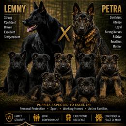 German Shepherd puppies from Mission K9
