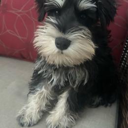 (Pineapple ) Male 2 - Black and silver male Miniature Schnauzer puppy in Granville, Ohio from Shull Mini Schnauzers