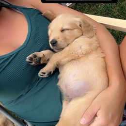 Golden Retriever Puppies from K5 Dog Services