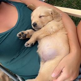 Golden Retriever Puppies from K5 Dog Services