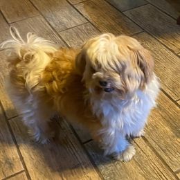 BEAR - Havanese
