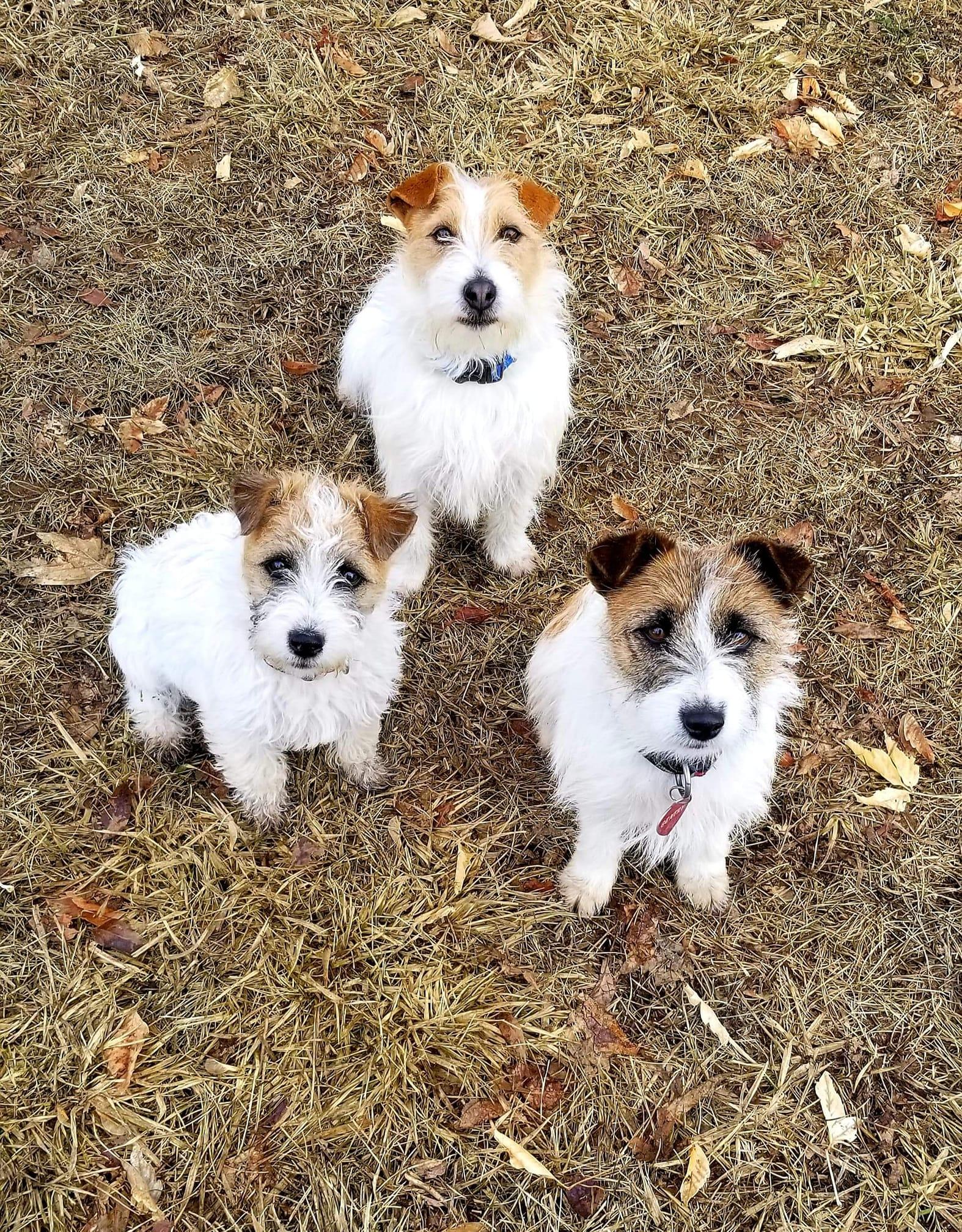 JRS Russells in Colorado | Russell Terrier puppies | Good Dog