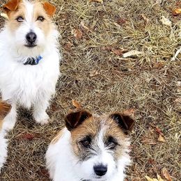 Russell Terriers from JRS Russells