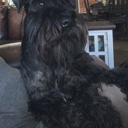 Brock's Miniature Schnauzer - Black male Miniature Schnauzer puppy in Greensburg, Louisiana from Brock’s  Miniature Schnauzers