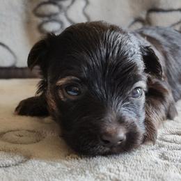 Shadow - Black female Yorkipoo puppy in Bartlesville, Oklahoma from Winchester's Magic Yorkipoos & Poodles
