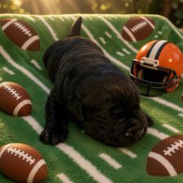 Boy 1 - Black male Labrador Retriever puppy in Davenport, New York from New England Premier English Labradors
