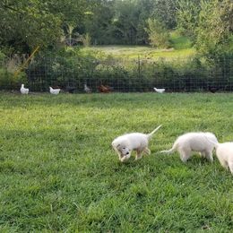Border Collie, Bordoodle, and Maremma Sheepdog Puppies from 2J 2K Border Collies