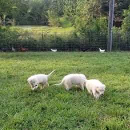 Border Collie, Bordoodle, and Maremma Sheepdog Puppies from 2J 2K Border Collies