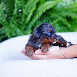 Cami - Merle female Bernedoodle puppy in Washington from Doodle Love