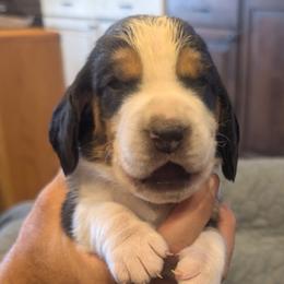 Charles- Orange Collar - Black brown and white male Basset Hound puppy in Duchesne, Utah from HI Desert Hounds