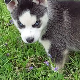 Shiba Inu and Siberian Huskies from Shiba Inu Houston