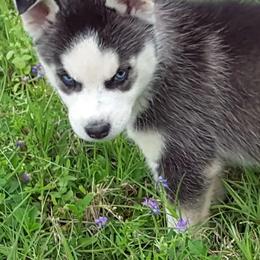 Shiba Inu and Siberian Huskies from Shiba Inu Houston