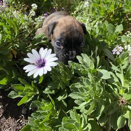 Pisces - Brindle male Boxer puppy in Custer, South Dakota from Tracy's Boxers
