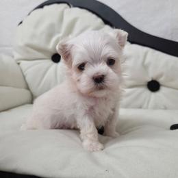Prince - White male Maltese puppy in Monticello, Iowa from Ashley’s Puppies