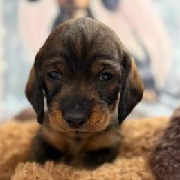 Sadie - Wild boar female Dachshund puppy in Superior, Montana from Never Land Dachshunds of Montana