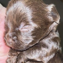 Yorkshire Terriers from Rainbow Bliss Yorkies