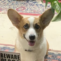 Susie  - Pembroke Welsh Corgi