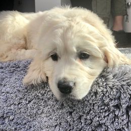 Golden Retriever Puppies from West Coast Cream Goldens