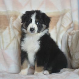 Lemon - Black tri-color female Australian Shepherd puppy in Delta, Colorado from PTK Ranch