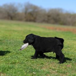 Labrador Retriever Puppies from J and D Retrievers