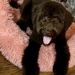 Ember - Goldendoodle