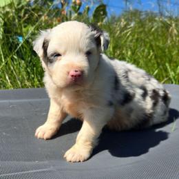 Mossberg - Blue merle male Australian Shepherd puppy in Abilene, Texas from S&K Aussies N' Rotties