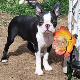 Boston Terrier Puppies from Big Sky Bostons