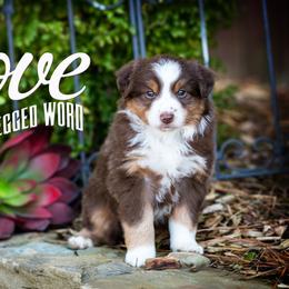 Toy Australian Shepherd Puppies from No Limit Ranch Miniature and Toy Australian Shepherds