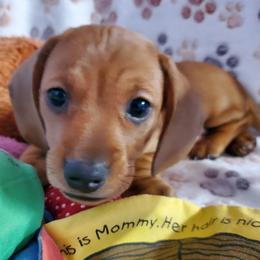 Donner - Red male Dachshund puppy in New Brighton, Minnesota from Doxie Lakes